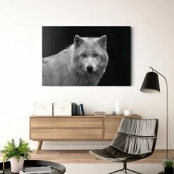 Glasschilderij Witte Wolf 78x116 Cm Zwart-Wit -Lifestyle-Productwinkel 1000082395 0101