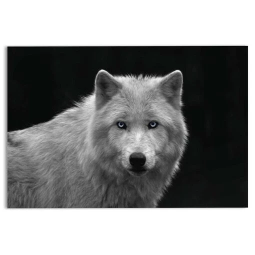 Glasschilderij Witte Wolf 78x116 Cm Zwart-Wit -Lifestyle-Productwinkel 1000082395